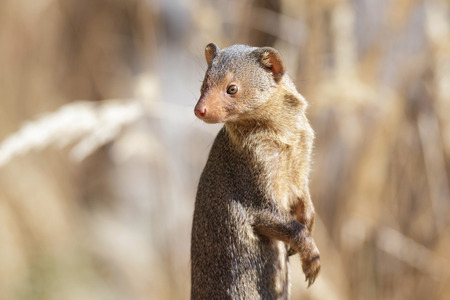 close up of a watchful dwarf mongooseの写真素材