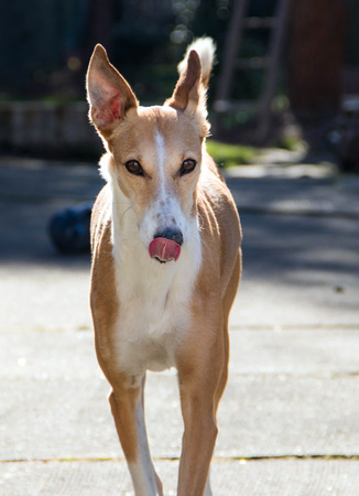 portrait of a beautiful galgo podenco mixの写真素材