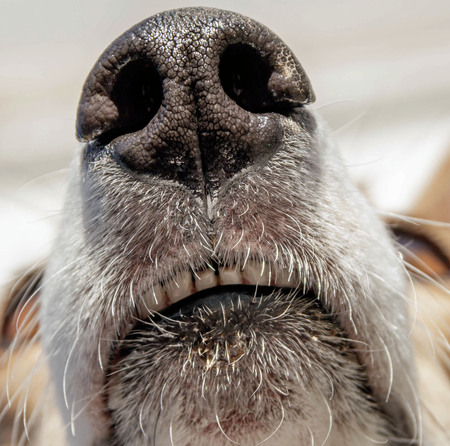 close up of a dog's snoutの写真素材