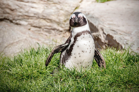 African penguin on a meadowの写真素材