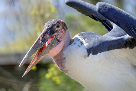 portrait of a marabou storkの写真素材