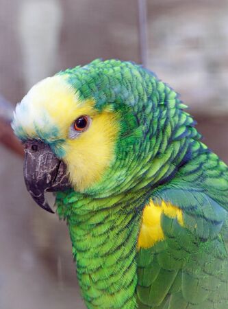 Beautiful green yellow parrot in a parkの写真素材