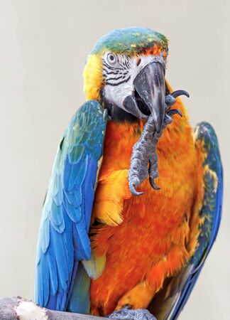 Colorful macaw parrot in a parkの写真素材