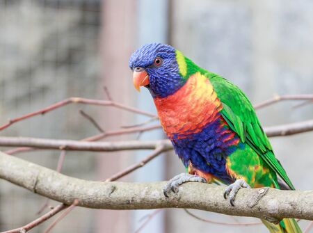 Small colorful parrot in a park