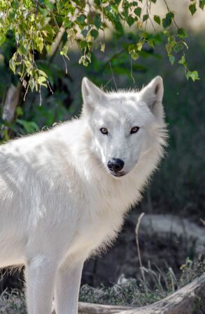 Portrait of a polar wolfの写真素材