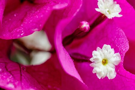 Macro of a pink bougainvillea flower