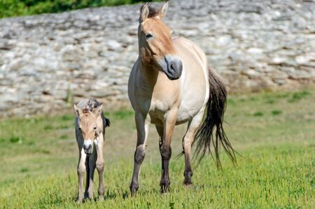 Mare with her foal on a fieldの写真素材