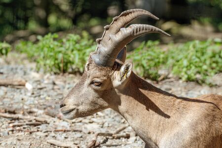 Close up of an adult capricorn in a game parkの写真素材