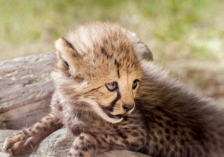Portrait of a cute baby cheetahの写真素材
