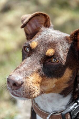 Close up portrait of a cute podenco manetoの写真素材