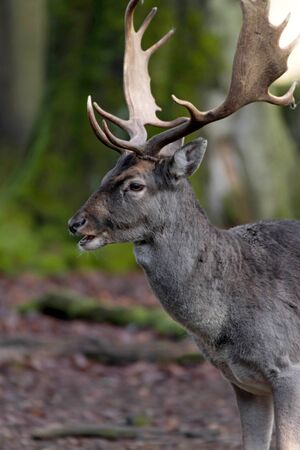 Close up of a stag in a game parkの写真素材
