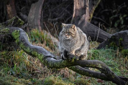 Wild cat sitting on a tree trunk in a game parkの写真素材