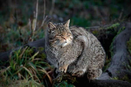 Wild cat sitting on a tree trunk in a game parkの写真素材