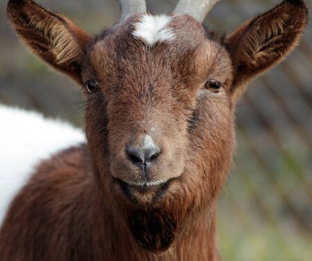 Close up of a brown white goatの写真素材