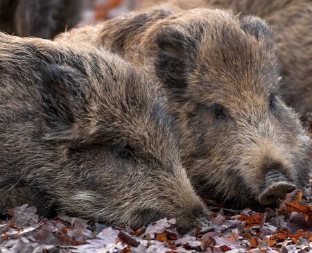 Two wild boars in a game parkの写真素材