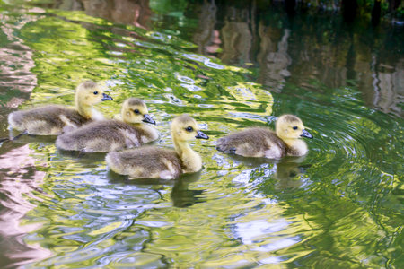 baby geese in a pond