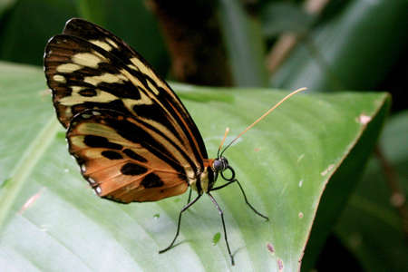 Close-up of a brown, orange, and yellow butterfly on a leaf