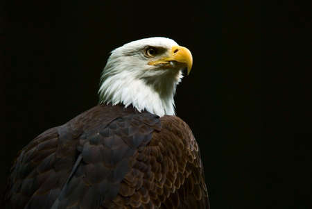 A Bald Eagleの写真素材