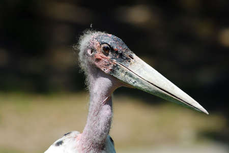 A Marabou Storkの写真素材