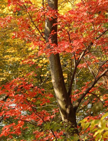 Leaves changing colours in the autumn/fall