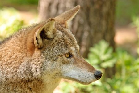 Coyote - Canis Latrans
