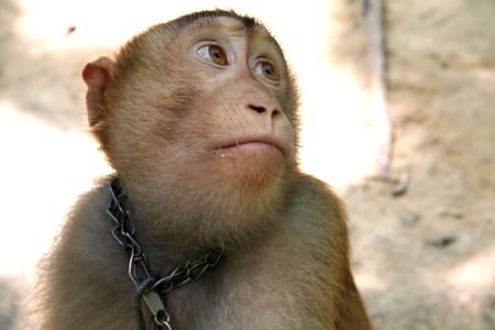 Monkey gazing with big eyesの写真素材