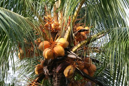 Young yellow coconuts still in the tree