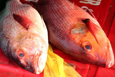 Whole fresh raw fish presented for sale in market