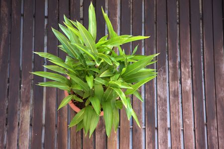 Tropical house plant over wooden floor zen arrangementの写真素材