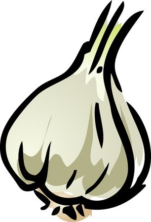 Garlic illustrationの写真素材