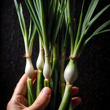 Green onion, spring onions fresh raw organic vegetableの素材