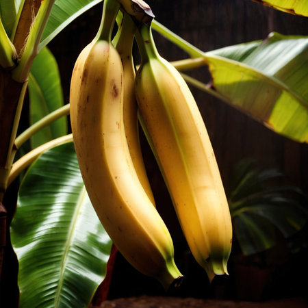 Banana fresh raw organic fruitの素材