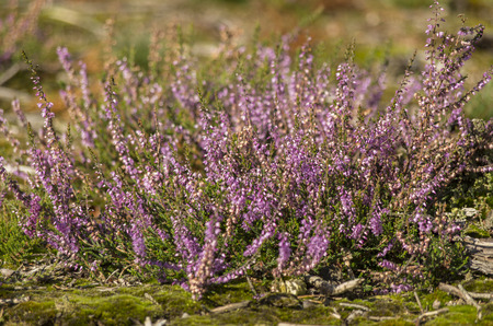 Heather plant in Hoge Veluwe park  Netherlands の写真素材