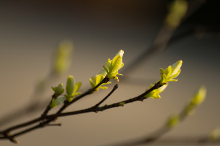 branch of a tree with leaf buds in springの写真素材
