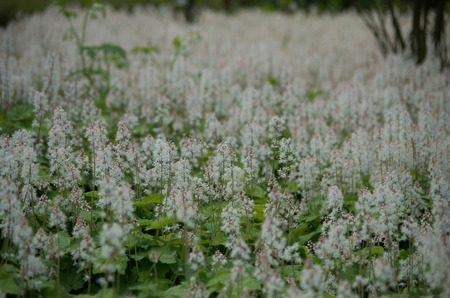 flower-bed covered with small white flowersの写真素材