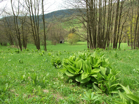 Early spring landscape in Krkonose (Czech Republic)の写真素材