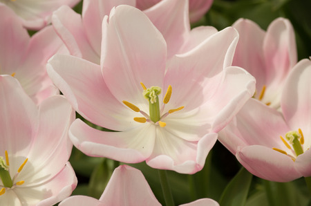 Tulips with big flowers and very delicate colours (pink/white)の写真素材