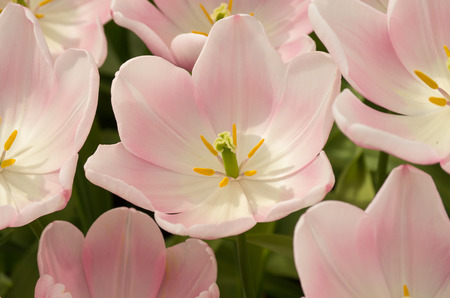 Tulips with big flowers and very delicate colours (pink/white)の写真素材