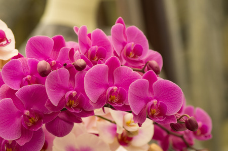 Horizontal line of purple orchid flowers on a single branchの写真素材