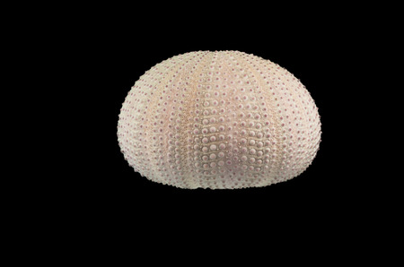 Isolated sea urchin on a black background
