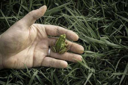 Green frog is sitting on the man's handの写真素材
