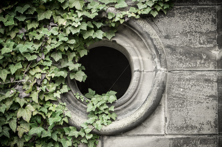 Gothic window on the cemetery with ivyberryの写真素材