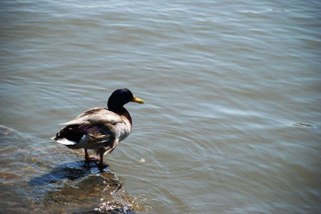 Duck. Meditation. To float or to not float.  A duck on coast of the river.の写真素材