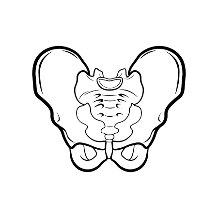 Anatomy Human Pelvis. Vector illustration isolated on white backgroundのイラスト素材
