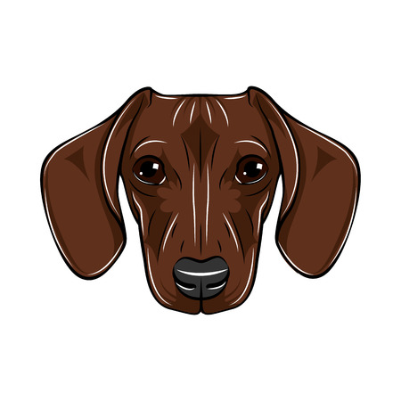 Vector Illustrated Portrait Of Dachshund Dog Cute Short Haired