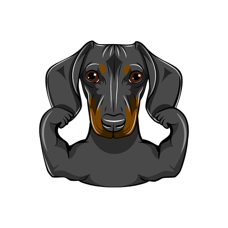 Portrait of dachshund dog with muscules. Vector illustration, isolated on white background.のイラスト素材