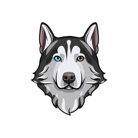 Husky dog portrait. Husky head. Dog breed. Vector illustration. Dog with different colored eyes. Siberian husky with multi-colored eyes.のイラスト素材