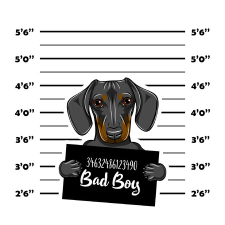 Dachshund prisoner. Arrest photo. Police placard, Police mugshot, lineup. Police department banner. Dog portrait Vector illustrationのイラスト素材