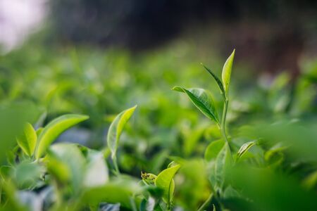 Fresh tea leaves with sunshine, fresh and beautiful from mountain tea leaves