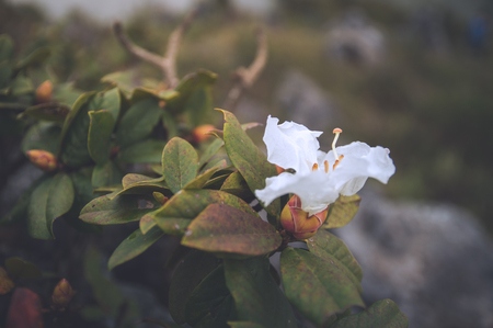 white flower, vintage style.の写真素材